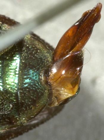 Media type: image;   Entomology 8116 Aspect: anal sclerite